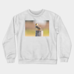 Quizzical Meadowlark by Debra Martz Crewneck Sweatshirt